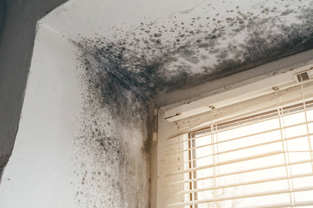 Affordable Mold Cleanup solutions in Ashland, VA