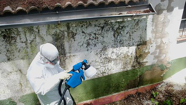Top rated local Mold Cleanup specialists in Ashland, VA